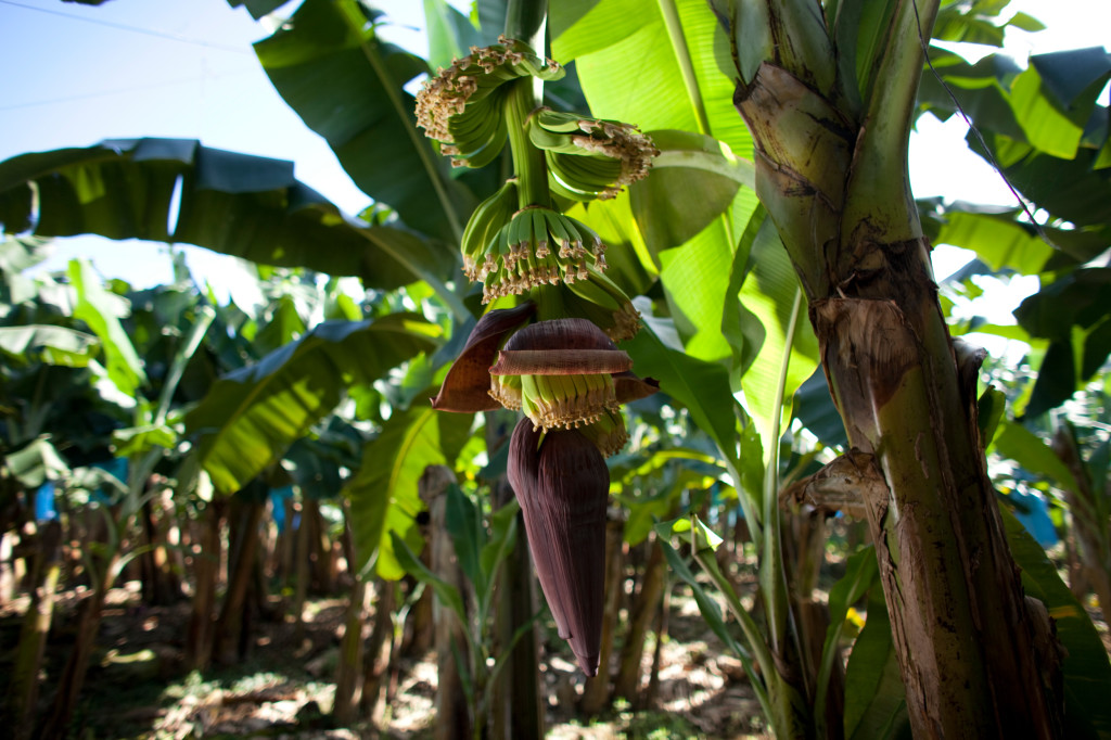 Bild: Bananplantage i Costa Rica