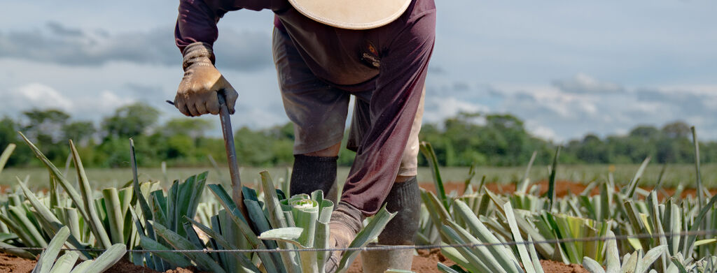 Pineapple Worker in farm
