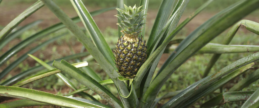 Pineapple Fruit on plant