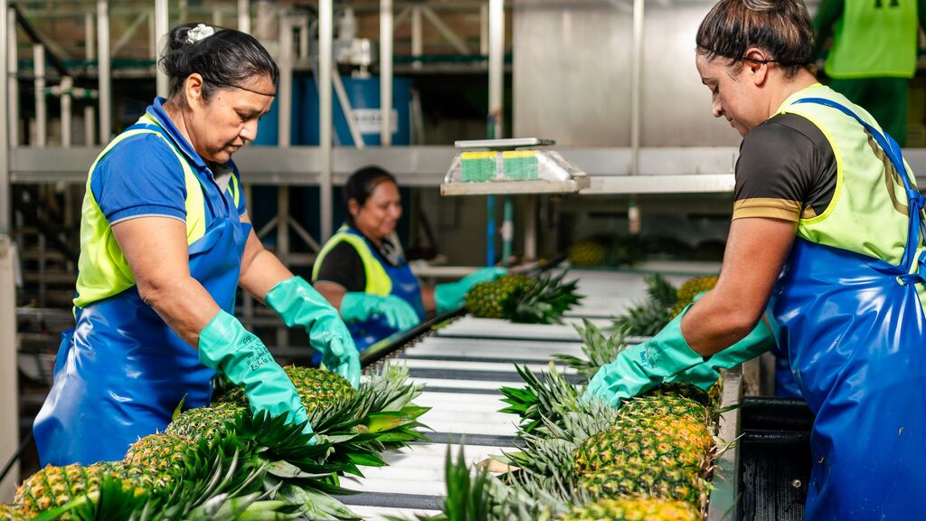 Dole employees sorting pineapples