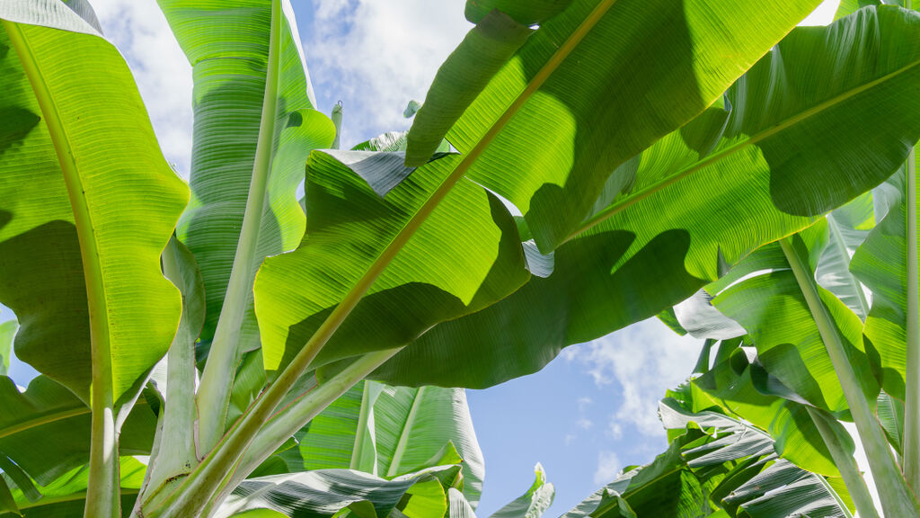 Dole Banana leaves