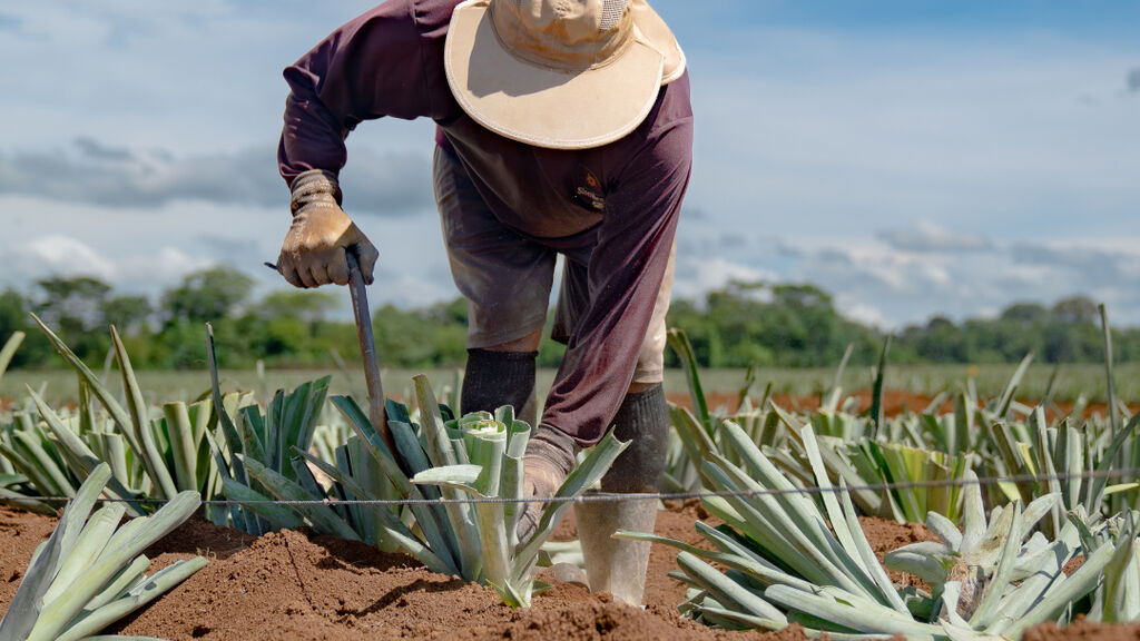 Pineapple Worker in farm