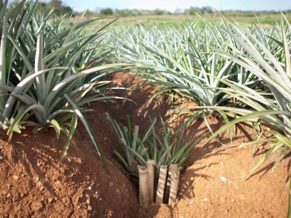 Dole Pineapple plantation