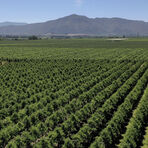farm image with mountains in the backdrop
