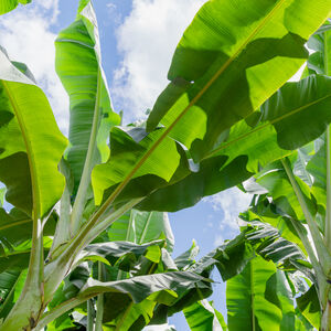 Dole Banana leaves