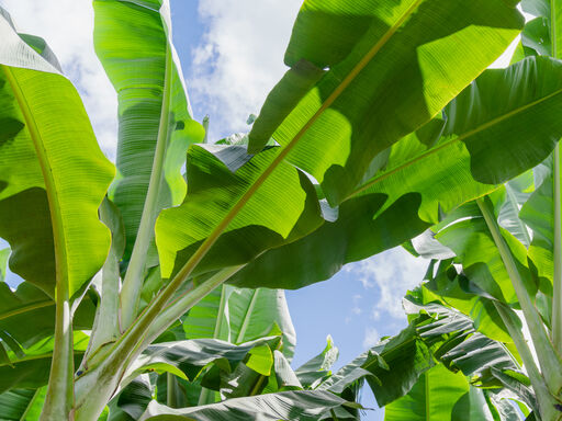 Dole Banana leaves