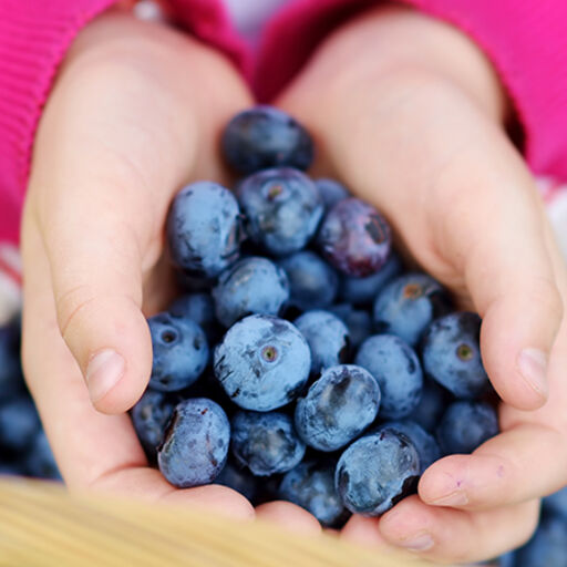 2A-DNN-Kiddies_get_a_Boost_with_Blueberries_too-1338x460